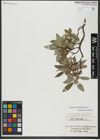 Foto von Salix hastata L.
